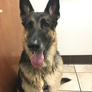 Meet your Posher, Irma